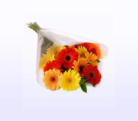 Gerberas 