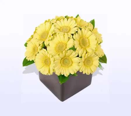 Yellow Gerbera