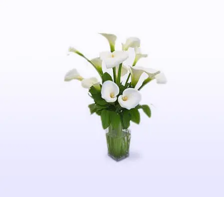 White Calla Lilies