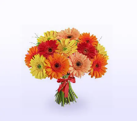 Gerbera Daisies 