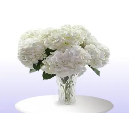 Simply White Hydrangea