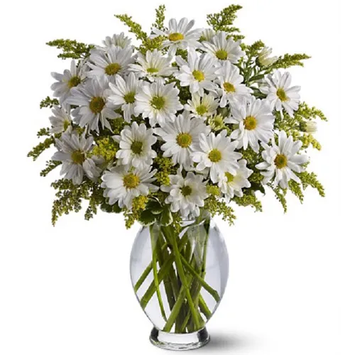 Classic White Daisies