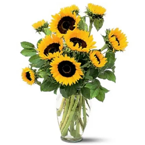 Sunshine Sunflowers