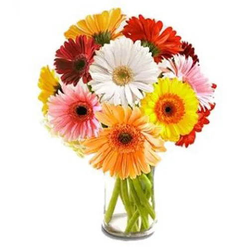 Multi Coloured Gerberas