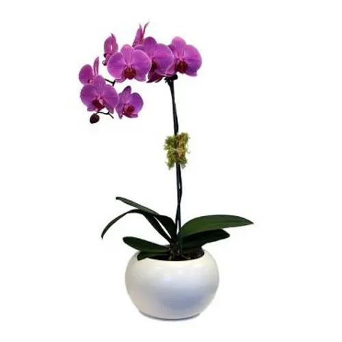 Purple Orchid