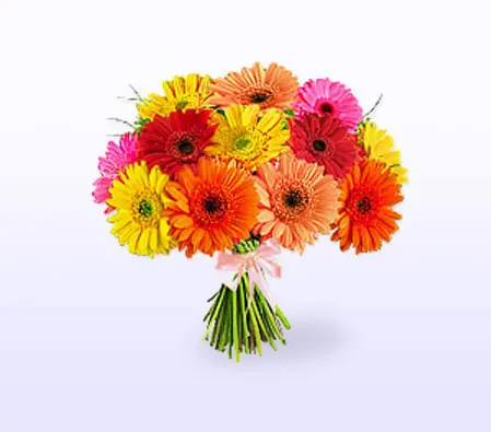 Gerberas Daisies