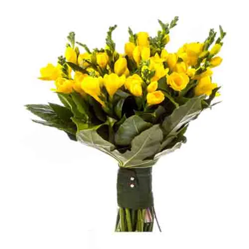 Yellow Freesias