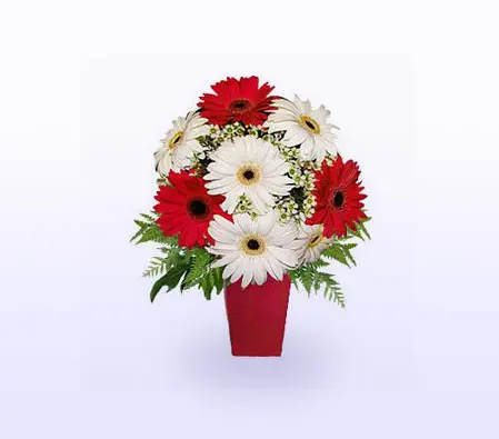 Red and White gerberas 