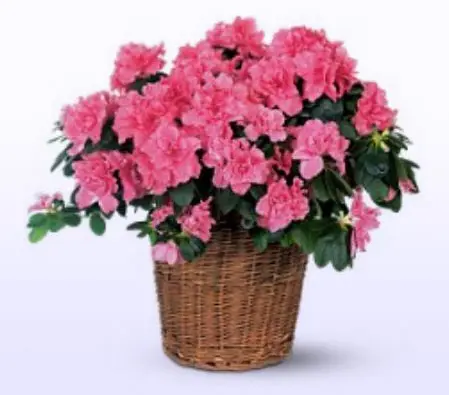 Azalea Plant